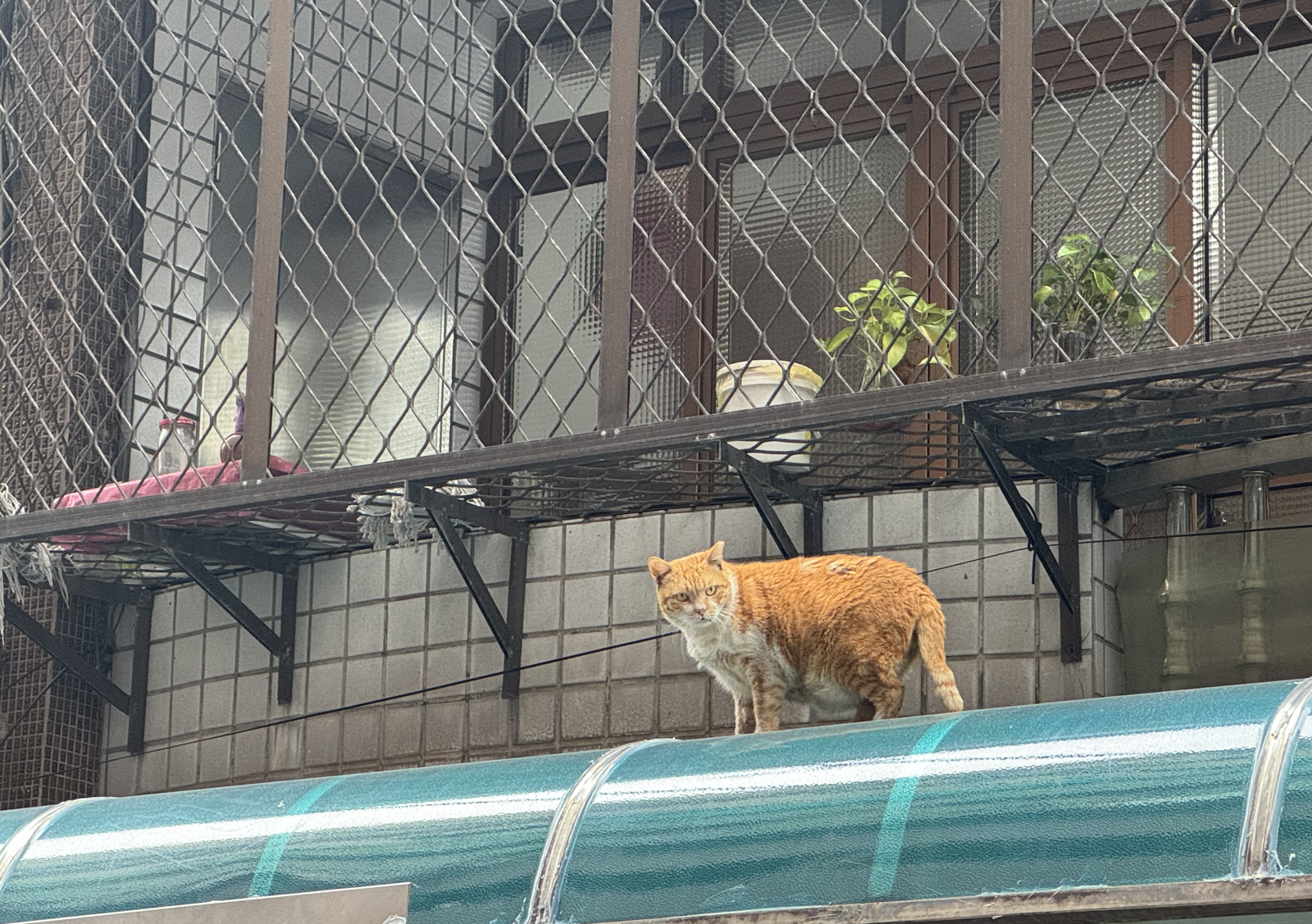 冷淡又傲嬌？貓咪見主人遇難「只會看戲」...專家曝背後殘酷原因
