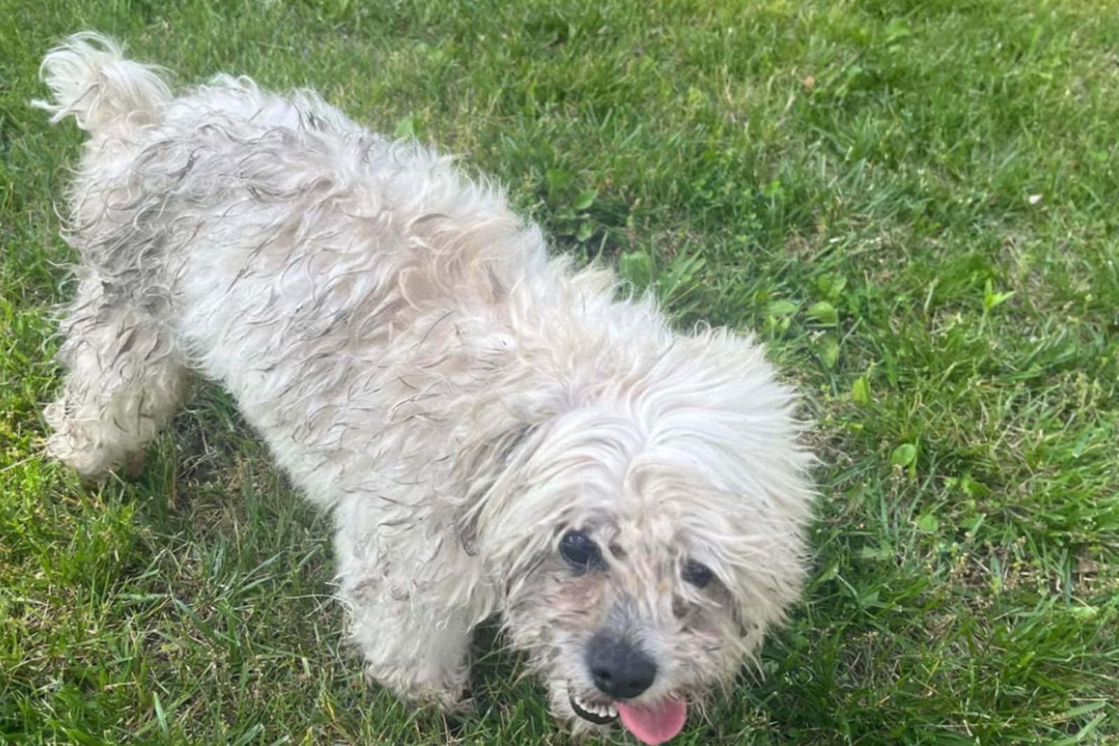 「失明又失聰」5歲寵物犬 遭警開槍射殺!全民怒了 逼市府付出代價