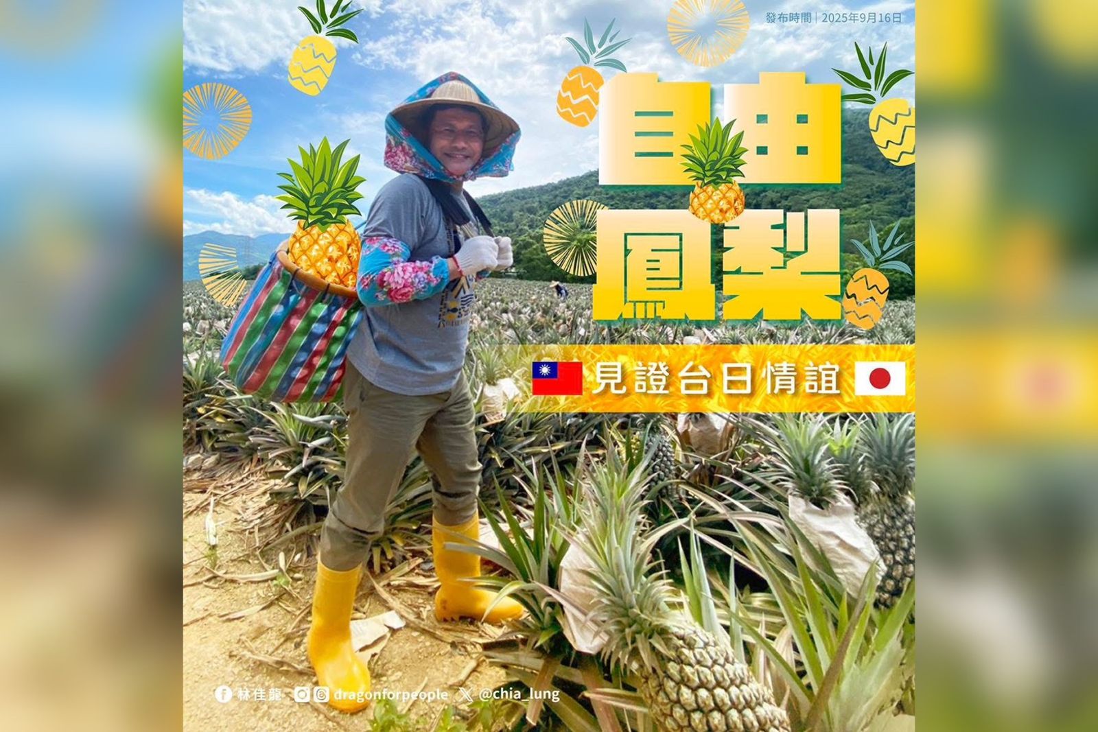 台灣外銷鳳梨「日本包下9成」　林佳龍「化身農夫」致謝：展現真誠友誼