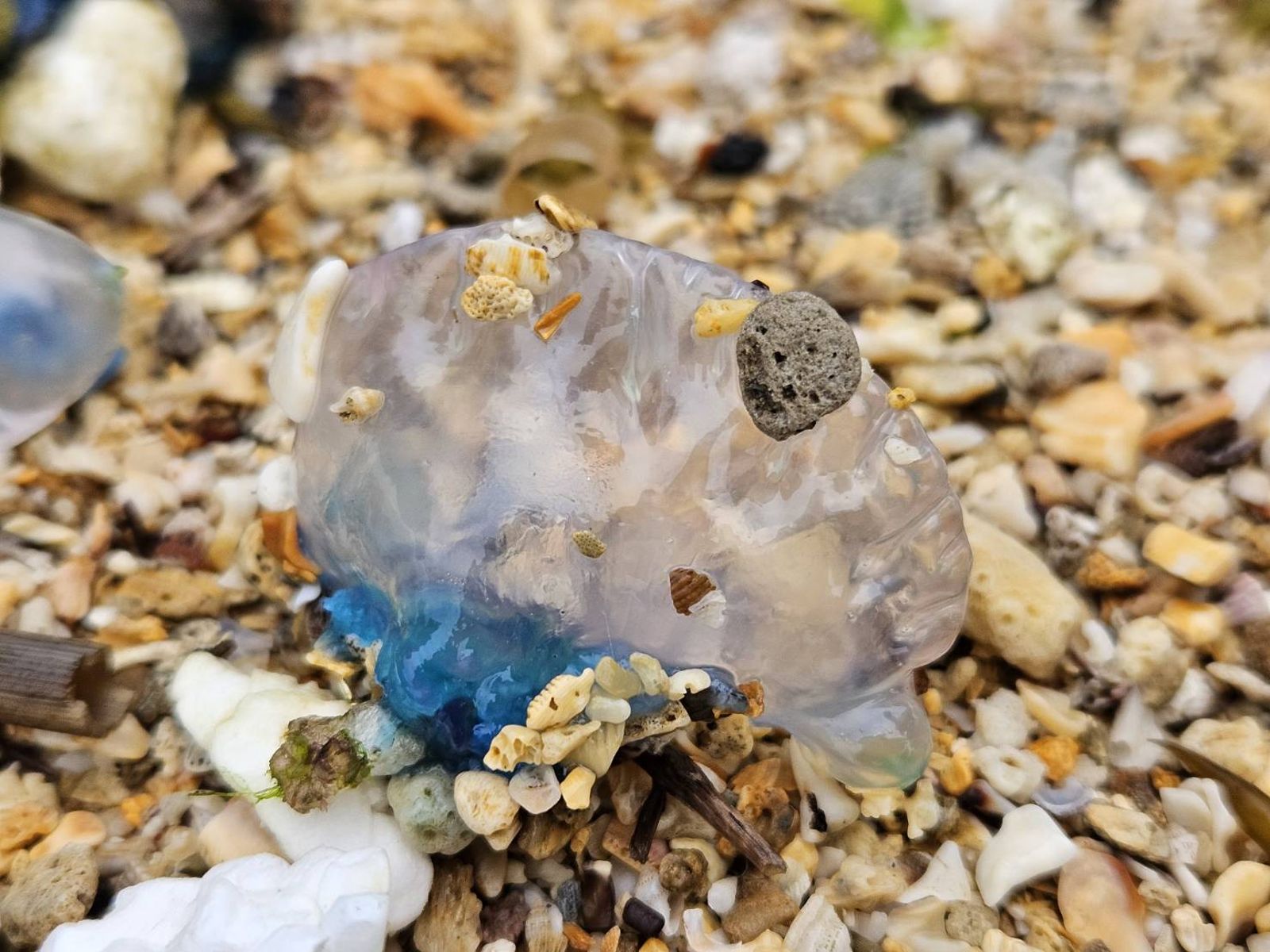 前往北海岸要小心了！「世界第三毒」水母出沒、觸碰嚴重恐有生命危險