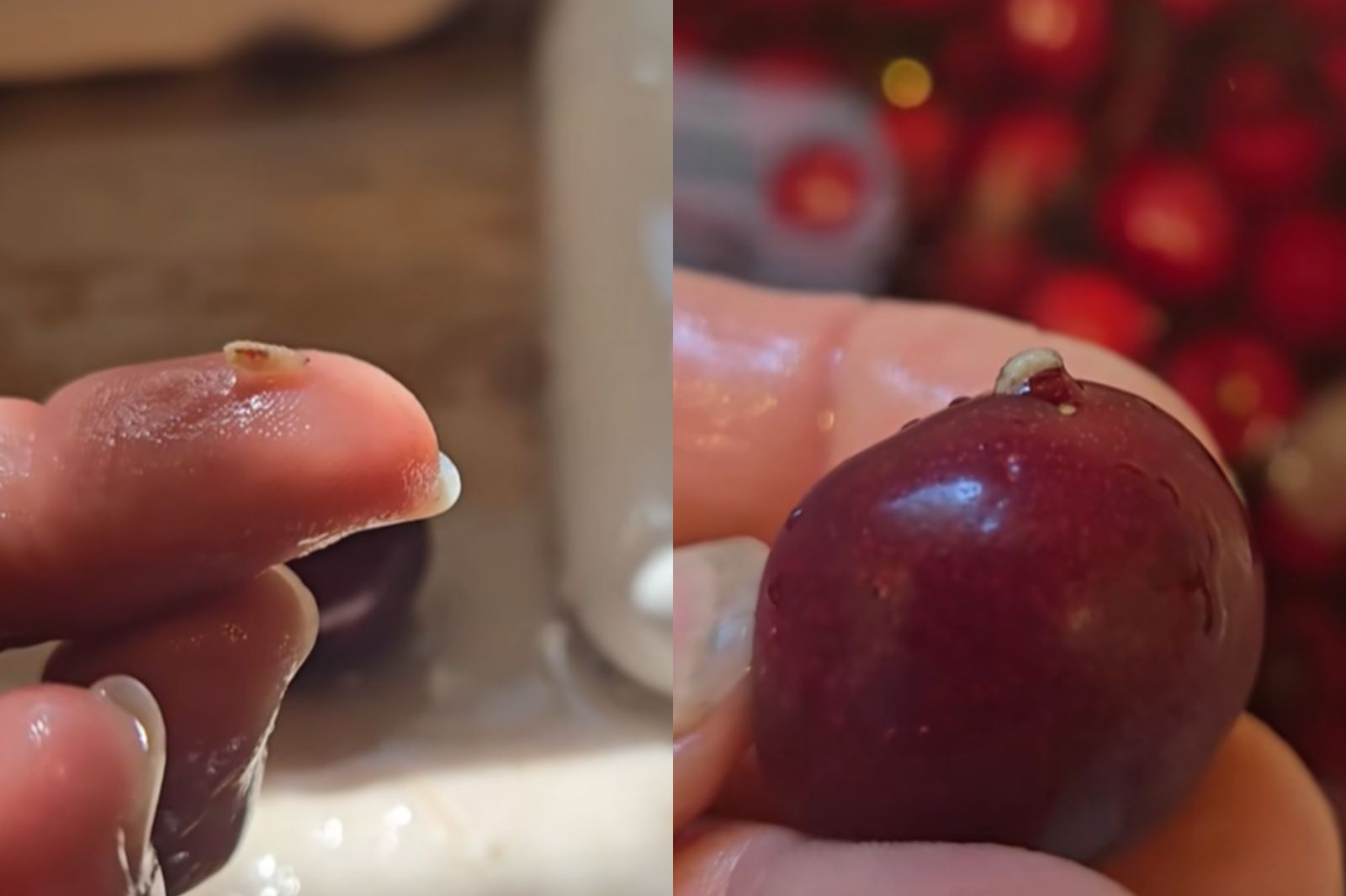用醋加冰水泡櫻桃後出現白蟲。圖／翻攝自TikTok@wover50