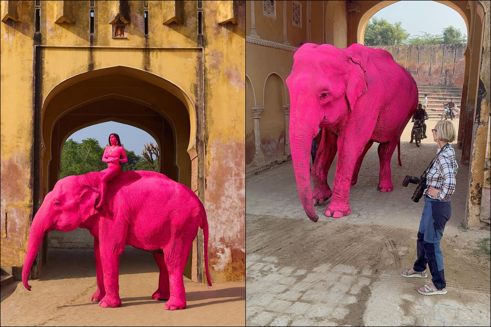 要求「全身塗顏料入鏡」粉紅大象驟逝！攝影師「1句話」惹毛全網：純粹的虐待