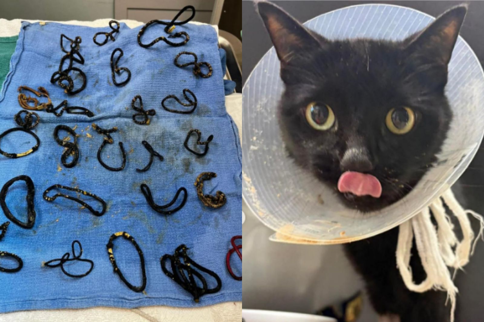 6歲黑貓「腸阻塞」竟是26條髮圈藏胃！差點被安樂死　驚人畫面曝
