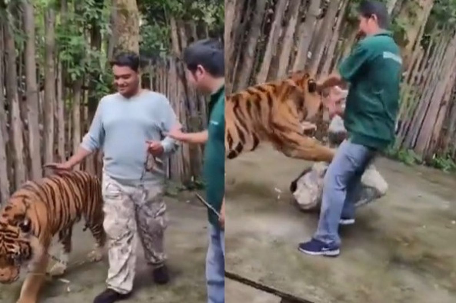 男子泰國遛虎合照！摸屁股竟遭撲咬「驚悚畫面」流出