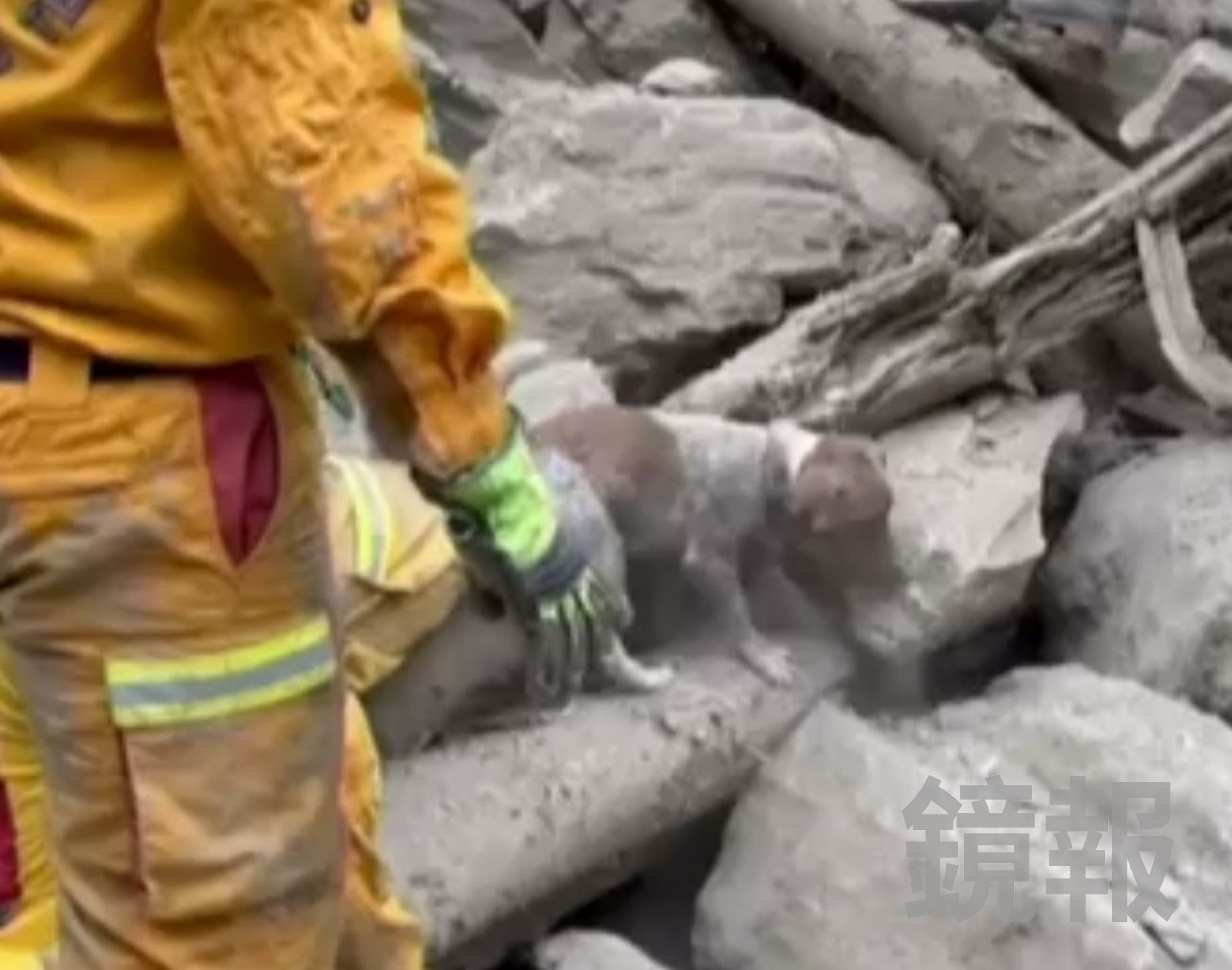 Wilson在砂卡礑步道搜救任務表現亮眼。翻攝畫面