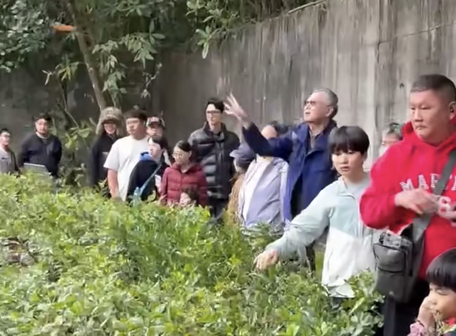 初三祭祖？民眾投餵黑猩猩柑橘　北市動物園：再犯就請離