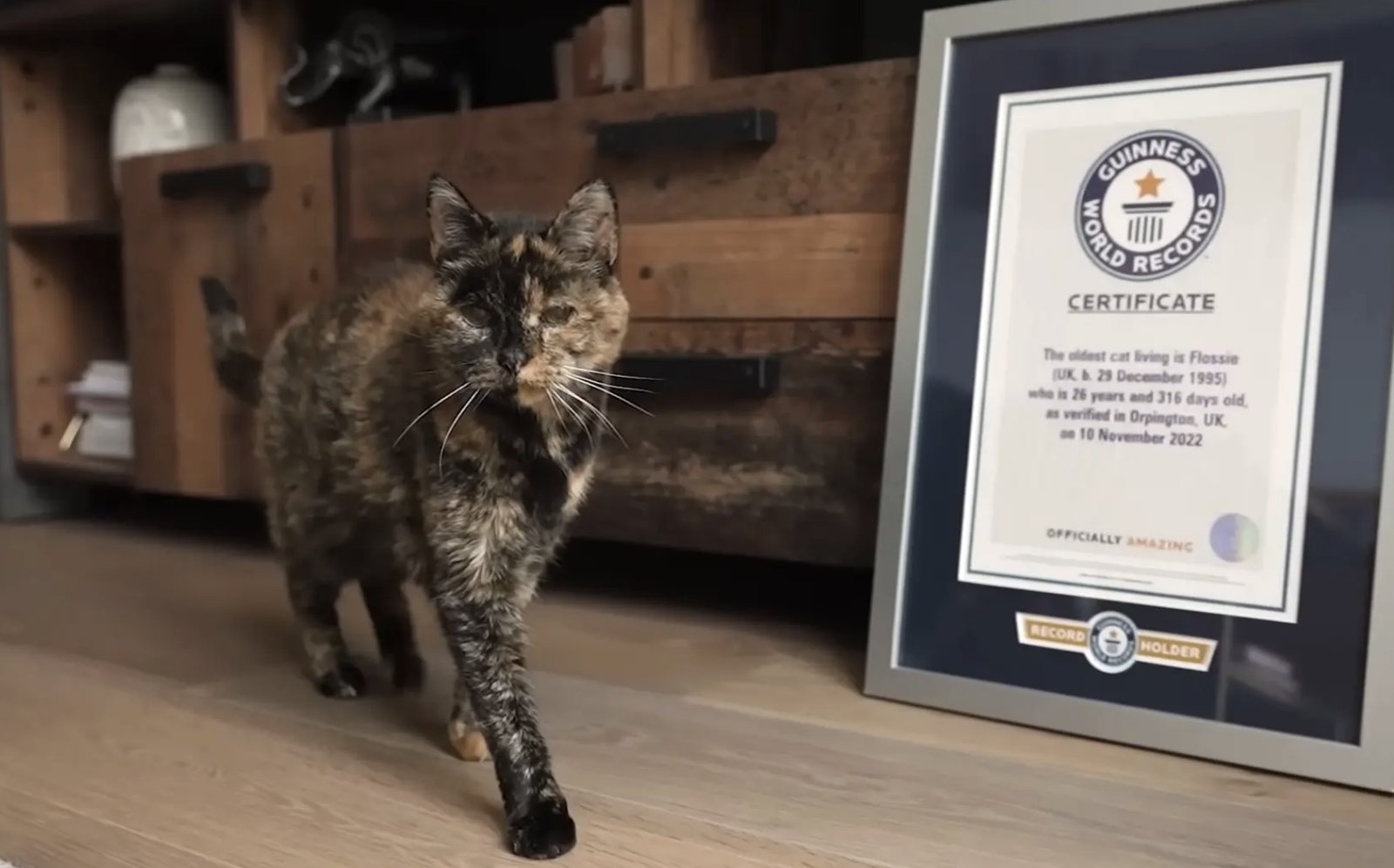 現存全世界最長壽的貓是「牠」！高齡30歲等同人類120歲