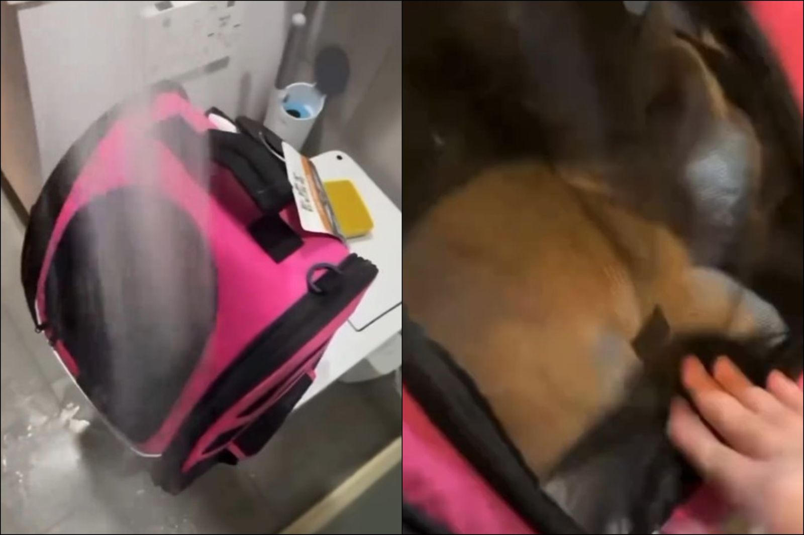 台X電男花14萬買貓哄女友「打貓、高壓沖水」畫面瘋傳！黃瓊慧報警轟：真的很扯