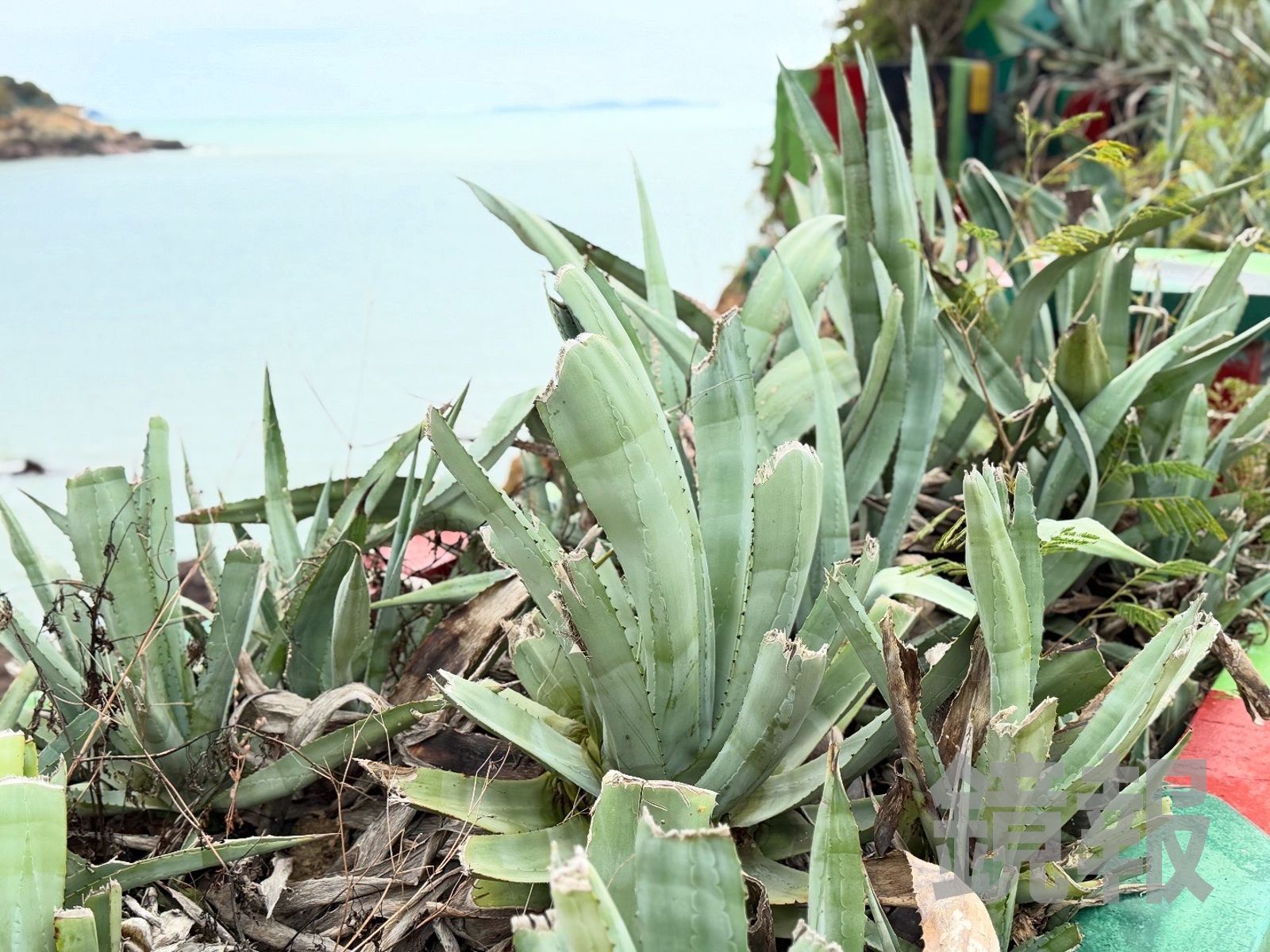 為了防止敵軍水鬼摸哨,岸邊種植了許多葉緣帶刺的龍舌蘭。