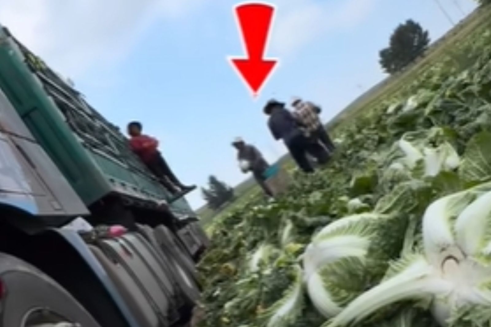 中國驚爆「白菜塗甲醛」防腐!他急示警:日韓1類美食要小心 網憂恐洗產地入台