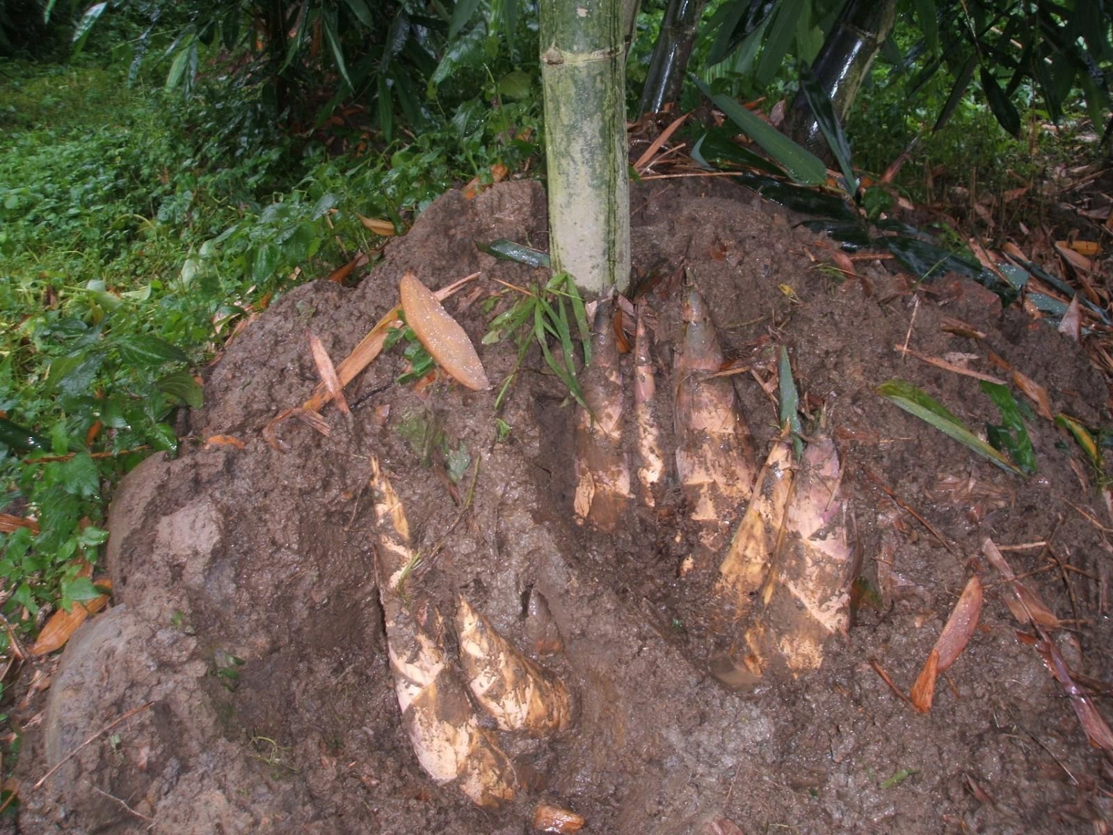 改善血糖、血脂及抗發炎！新興「超級食物」竟是亞洲餐桌常見料理
