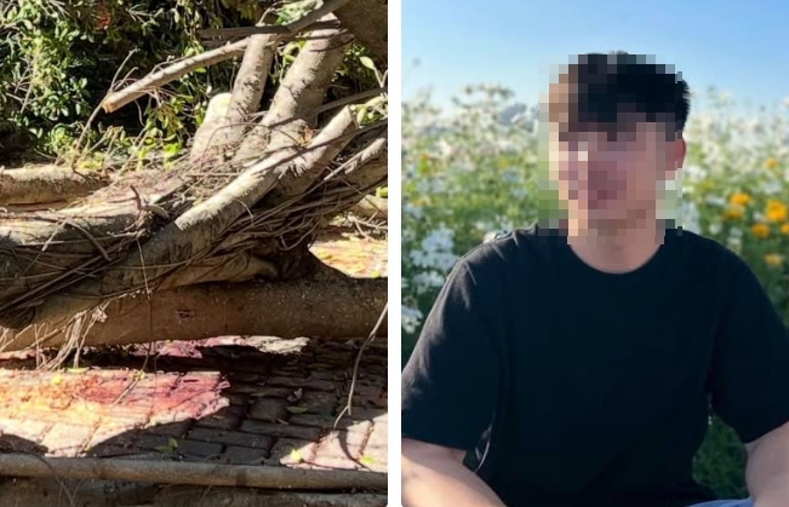 逢甲大學吳姓碩士生慘遭校內病樹壓死。圖/翻攝自FB/爆料公社公開版
