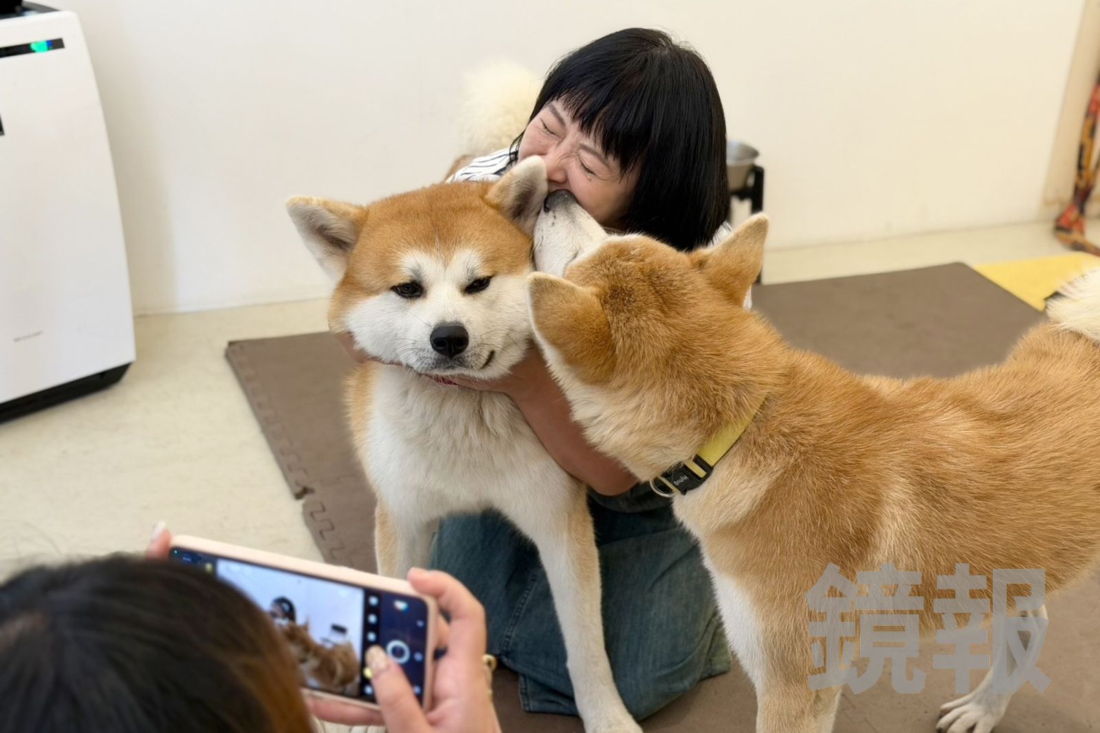 店狗陸奧和源太,模樣超萌,讓人想抱緊處理。