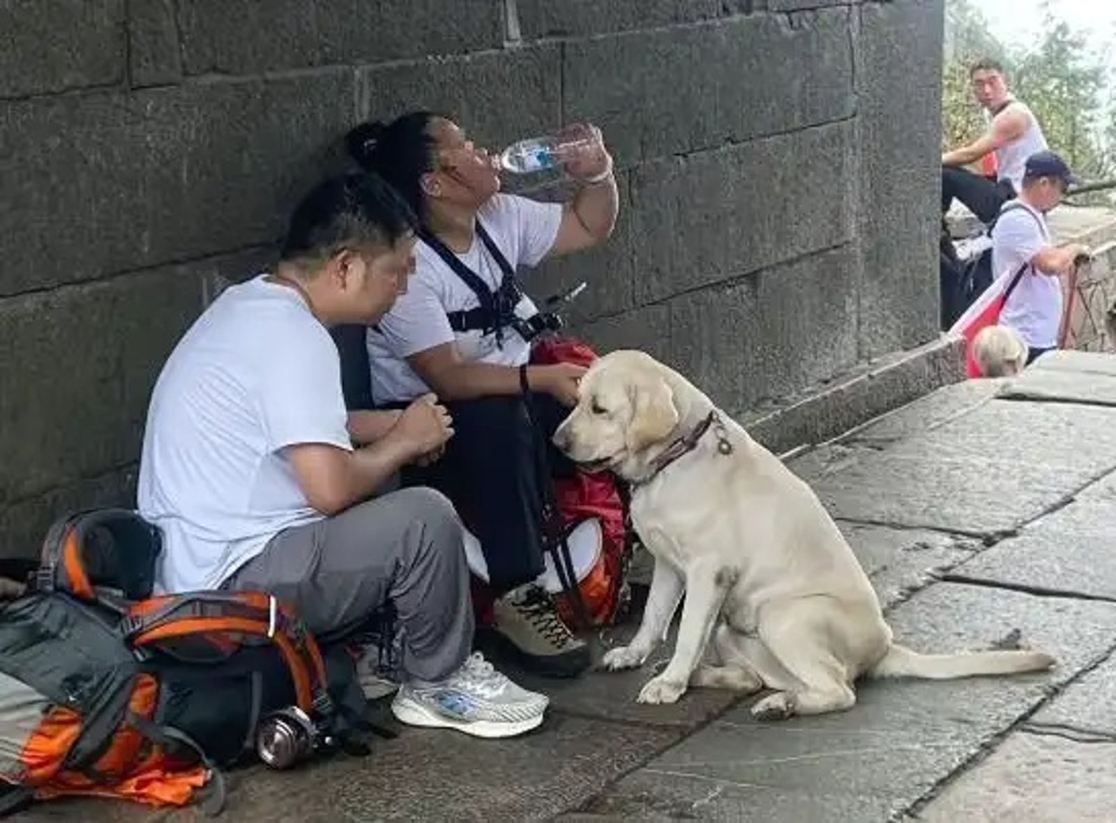 中國盲人夫妻帶導盲犬登泰山「挑戰自我」　網見這幕怒了！官方出手