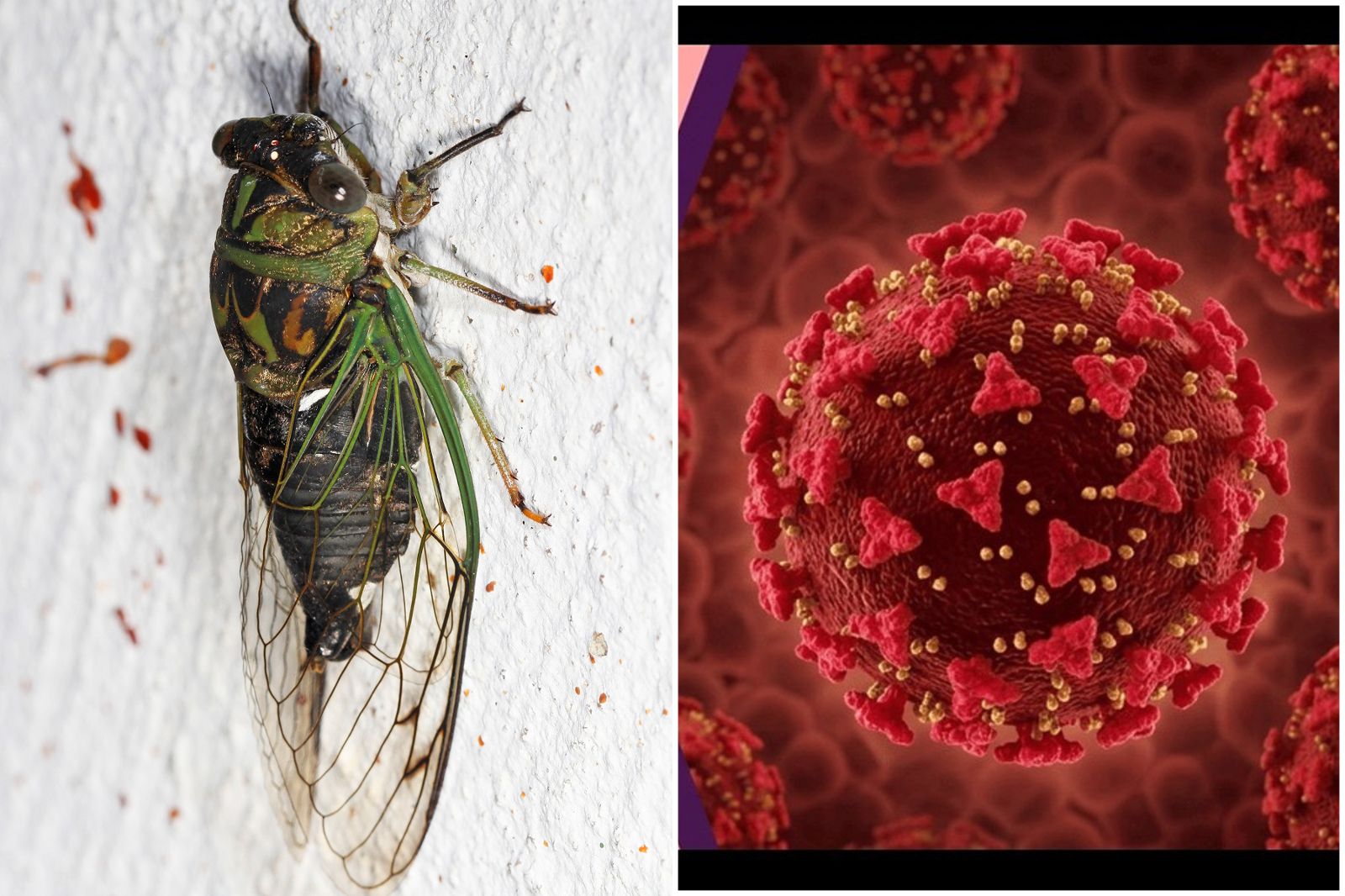 驚！新冠病毒變種成「蟬」全球蔓延中　兒童更易感染