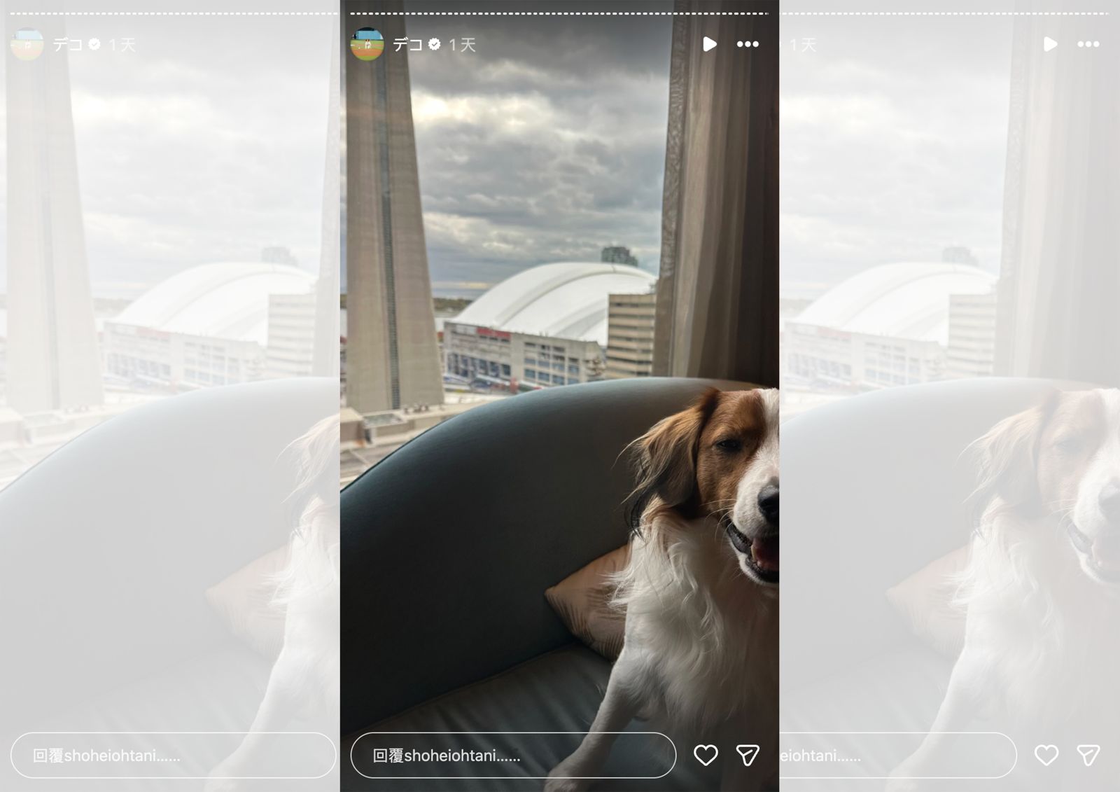 大谷翔平奪冠後限時動態曬愛犬 粉絲驚呼:狗狗也遠征多倫多