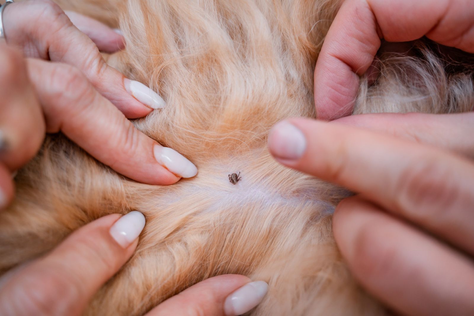 赴日旅遊小心！蜱蟲病創歷年新高　恐致器官衰竭「這時最危險」