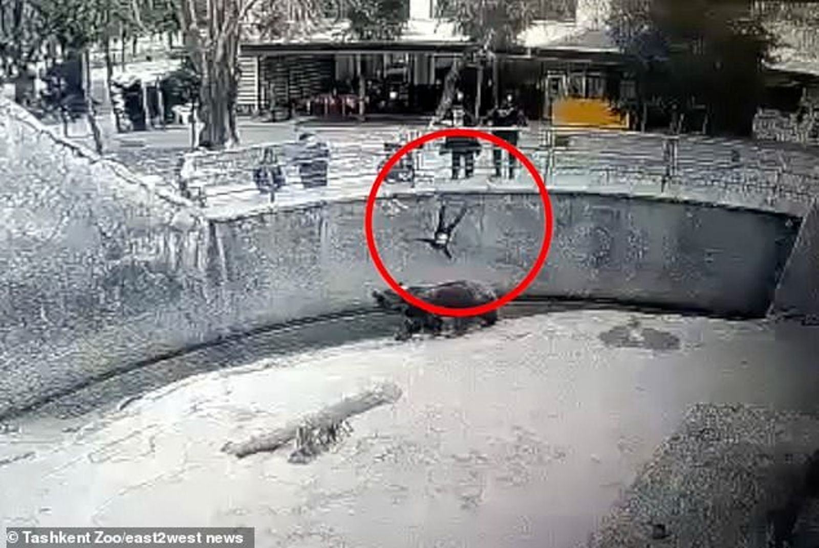 殘忍狠母！女童3年前被惡意丟進棕熊欄舍獲救　如今遭親媽活活刺死