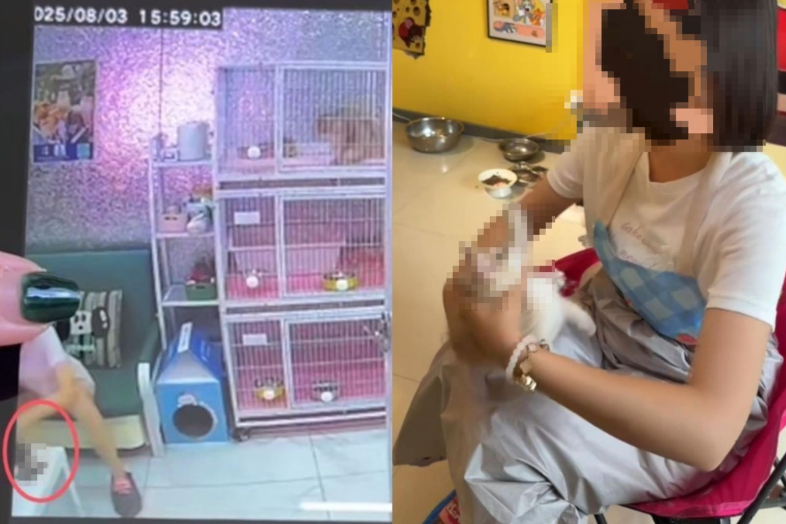 貓咖驚傳虐貓！女「用手狂打」害4貓慘死：我心情不太好