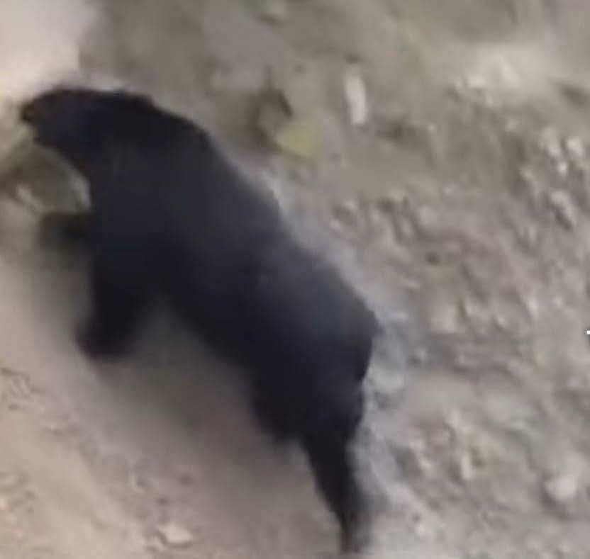 距露營區僅350公尺！南投山區熊出沒注意　仁愛鄉兩部落首見黑熊蹤跡　林保署示警