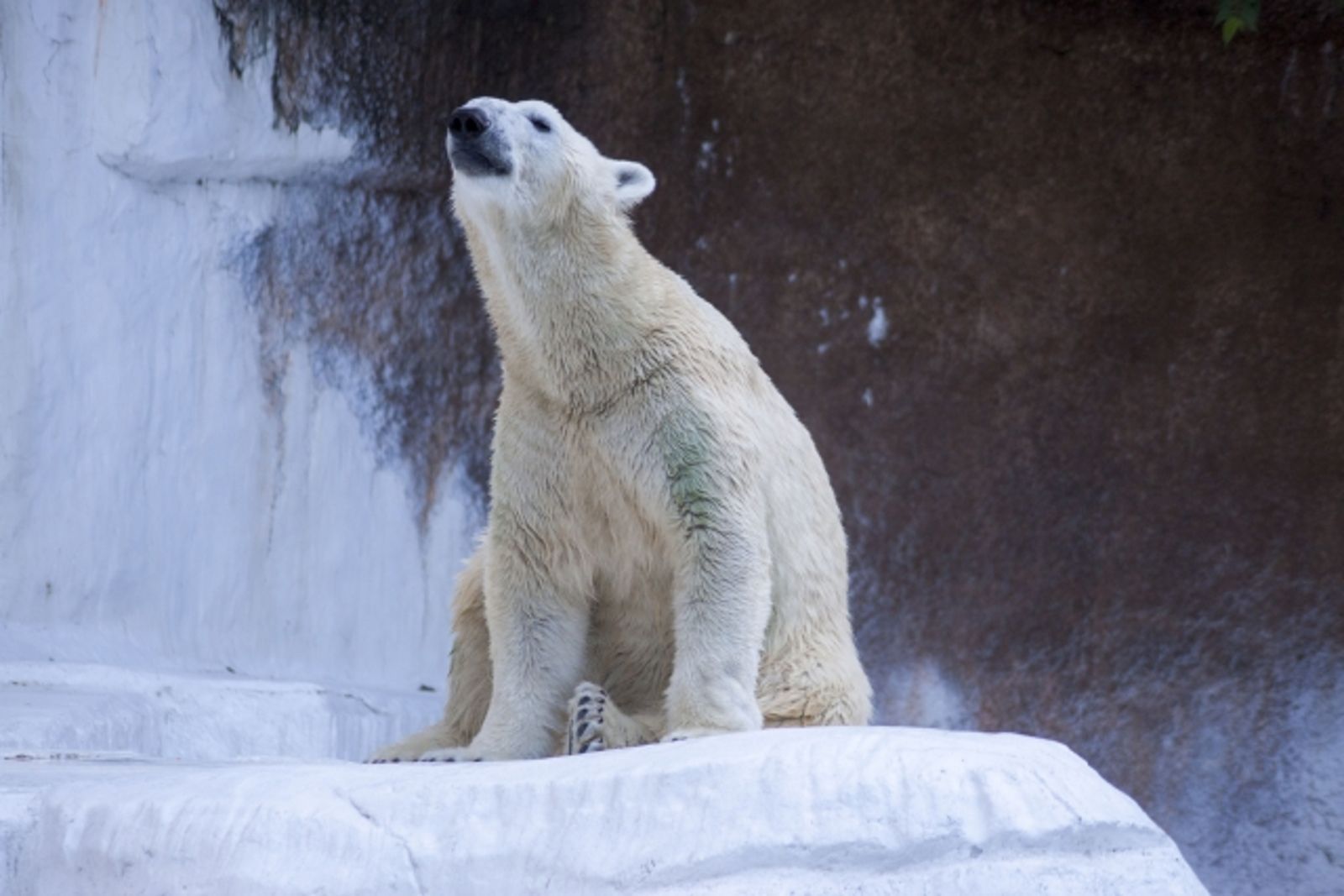 50年僅13例！北極熊媽媽罕見收養非親生幼崽　科學家讚：存活率增　

