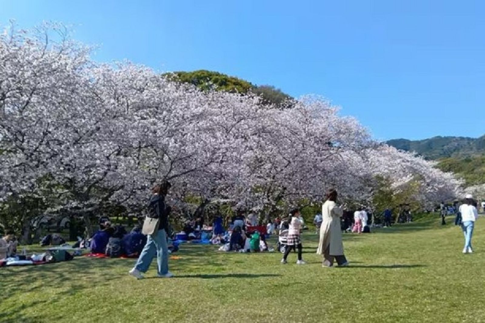 厲害了中國人！賞櫻違法煮火鍋唱歌跳舞　惹怒日本人