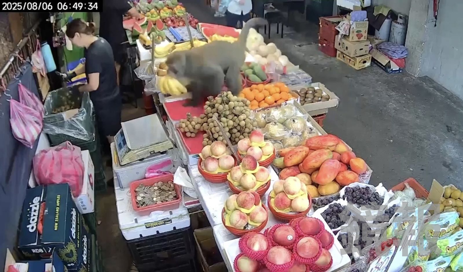 西遊片／淡水現蹤「水果大盜」！大師兄出沒市場搶整串香蕉帥氣落跑
