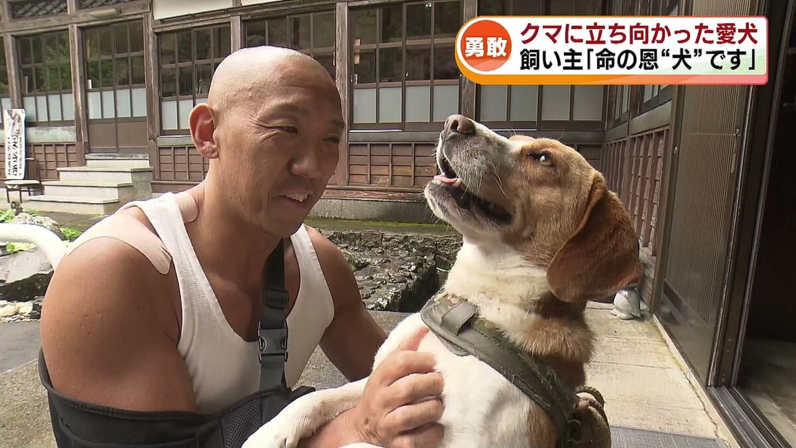 棄養犬變忠狗！新飼主被攻擊快沒命　牠與大熊決鬥奮力護主