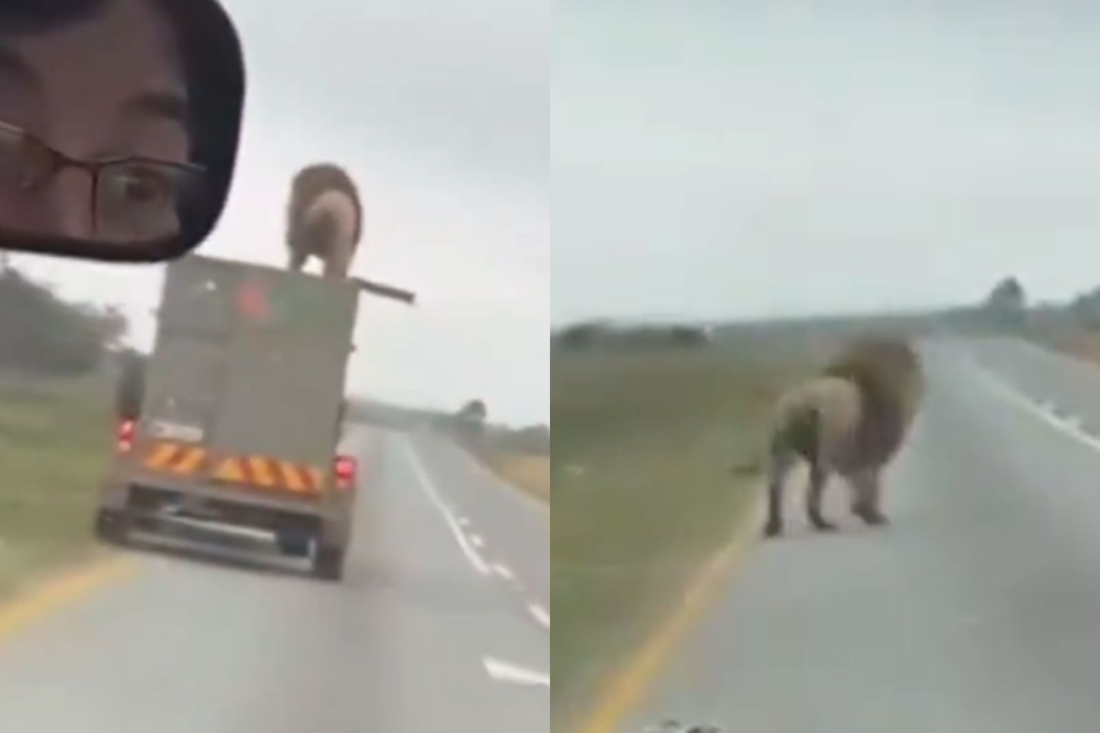 公路上驚見「超強壯獅子」從前車車頂爬出!當局要查了