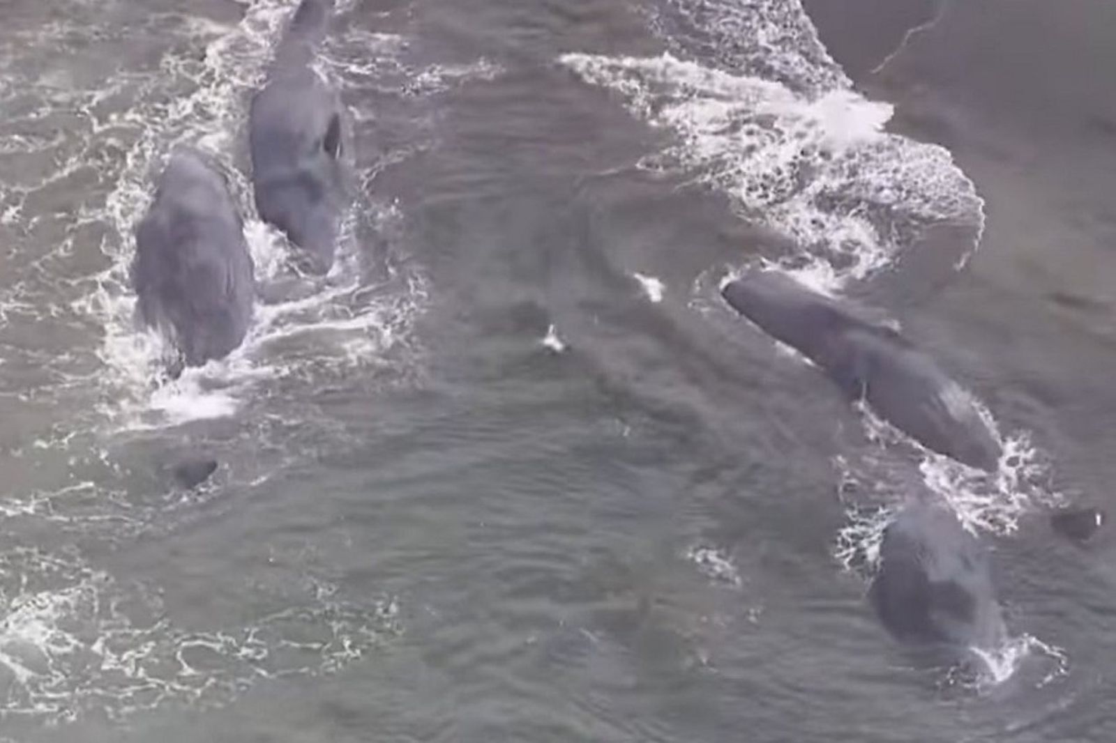 動物界預言？俄強震前已有5白鯨異常擱淺今又有4鯨魚躺日本海岸命危