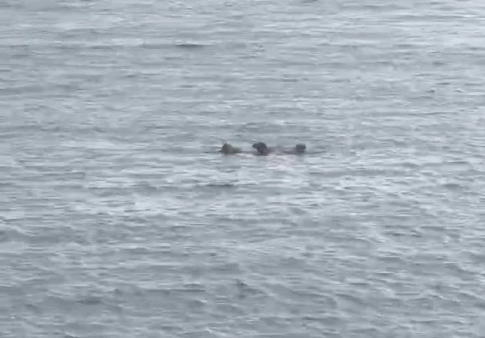 死因出爐！高雄永安老翁遭浪犬海中攻擊　檢相驗確認「被咬死的」