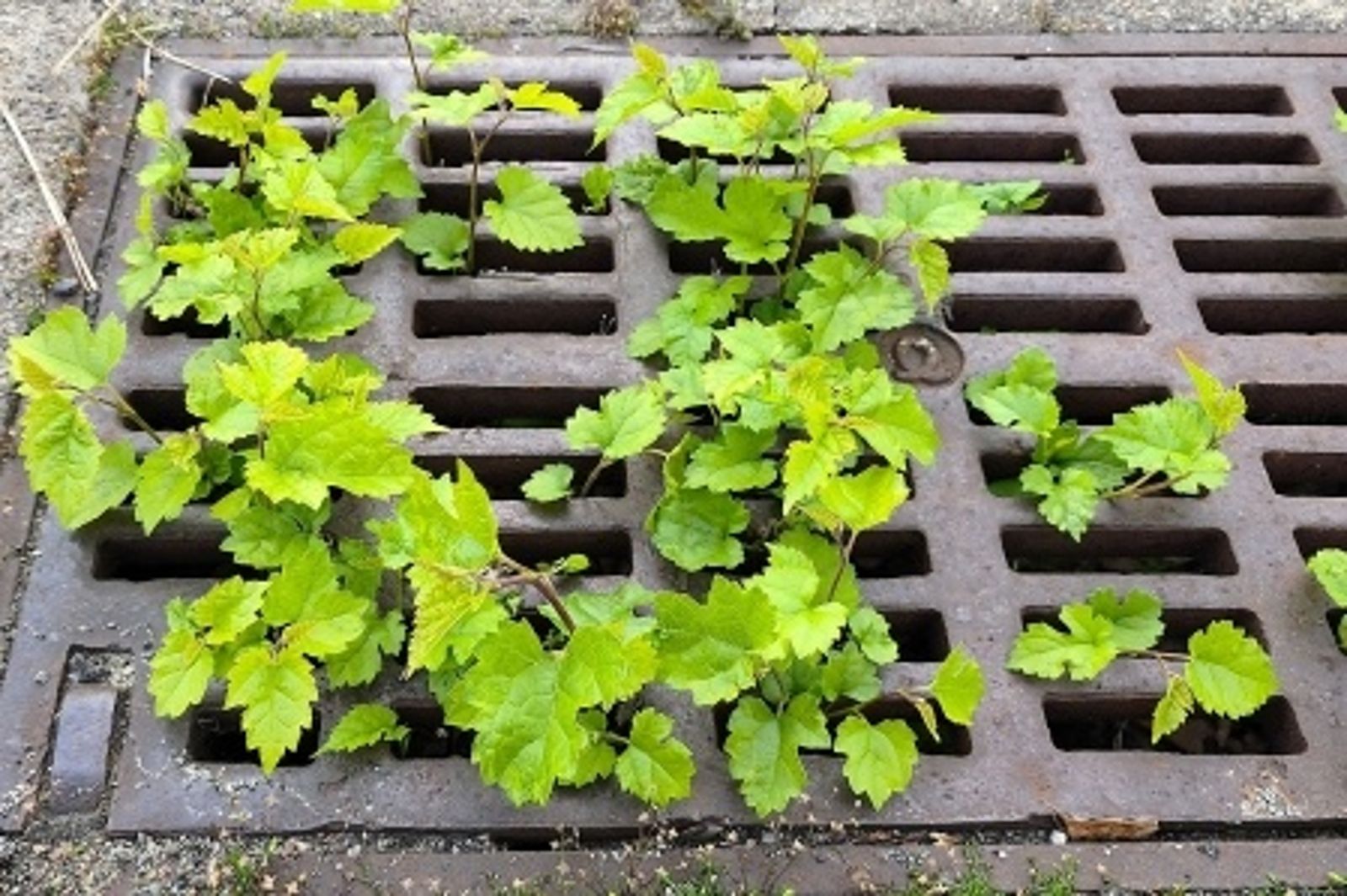 因這項法規 她把咖啡倒進水溝「遭警追罰6千元」!