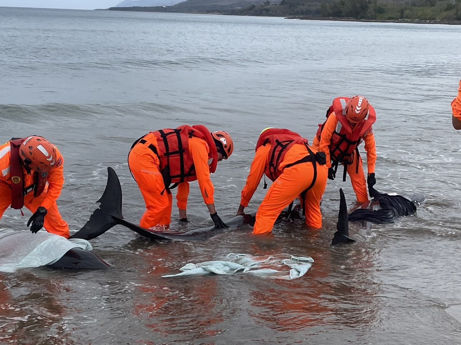 搶救虎鯨大作戰！屏東車城沙灘驚傳11隻小虎鯨集體擱淺　海巡志工合力搶命