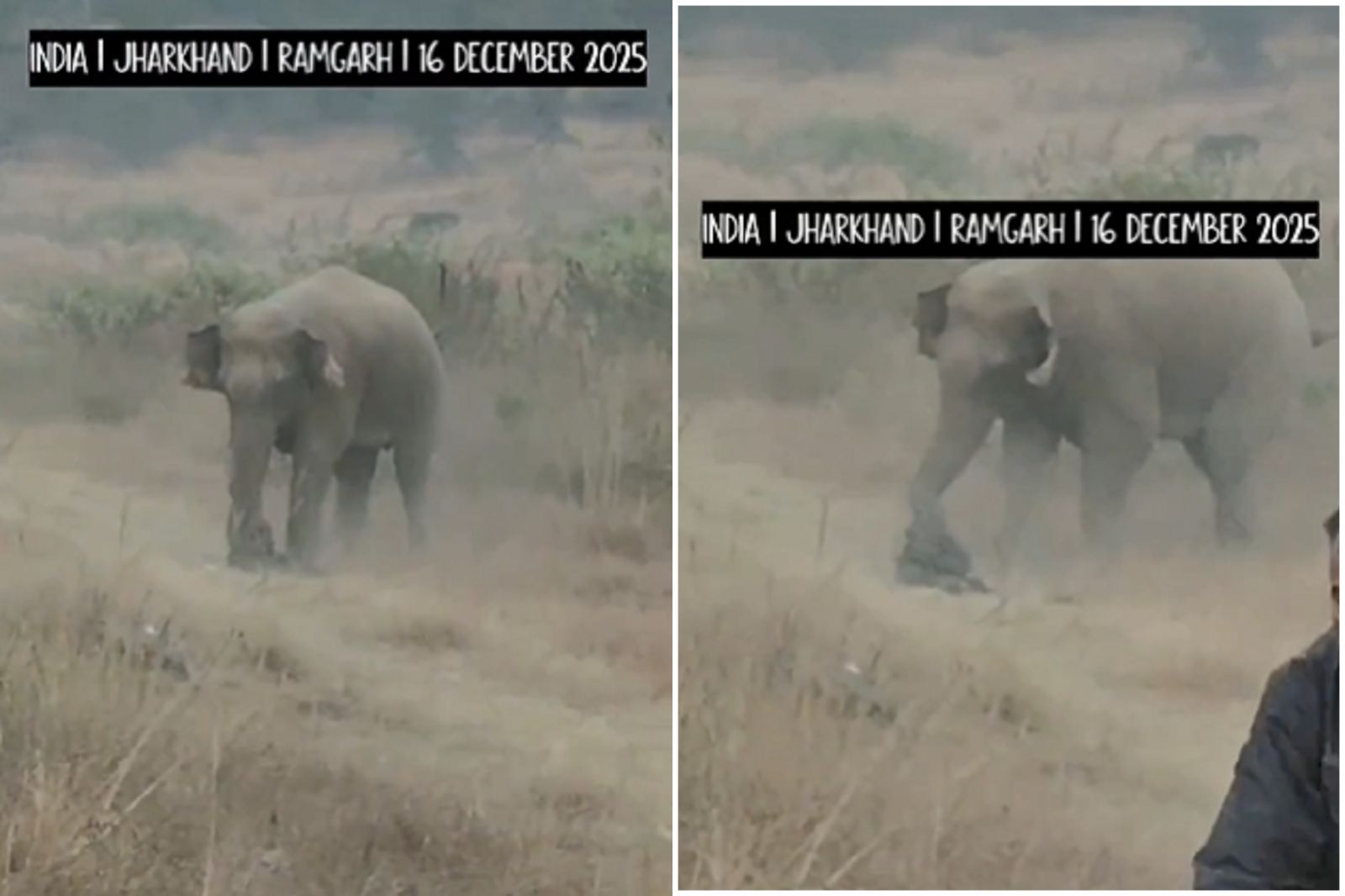 大象不滿肖像權被侵犯！男傻傻靠近自拍被活活踩死　驚悚影片曝光