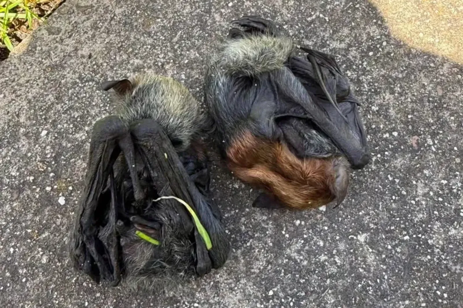 澳洲野生動物正面臨嚴峻的生存危機,新南威爾斯州與維多利亞州部分地區近期出現大量極度消瘦、體力耗盡的狐蝠。圖/翻攝自X