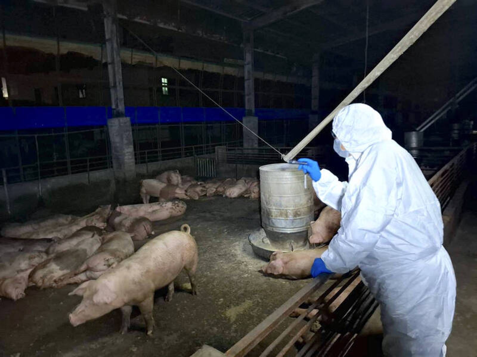 染疫豬場廚餘養豬…5月起沒正常通報!議員怒:盧市府疏失早有警訊