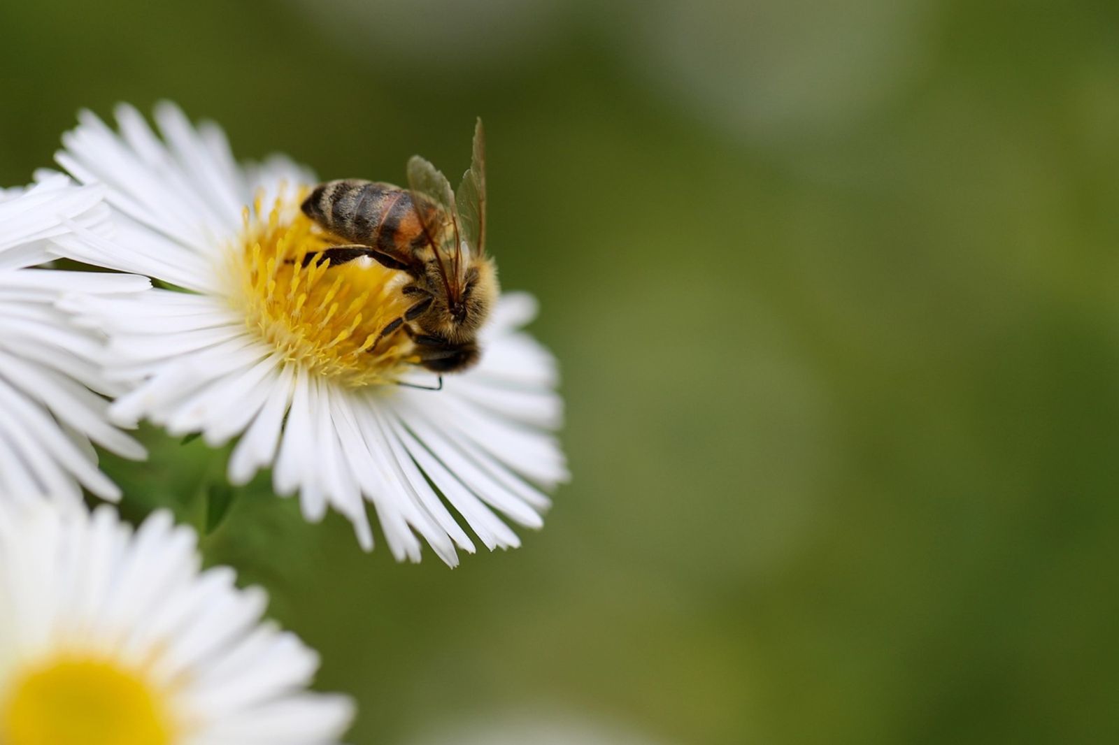 蜜蜂群突發狂攻擊路人…釀24傷!78歲老人遭螫25次命危