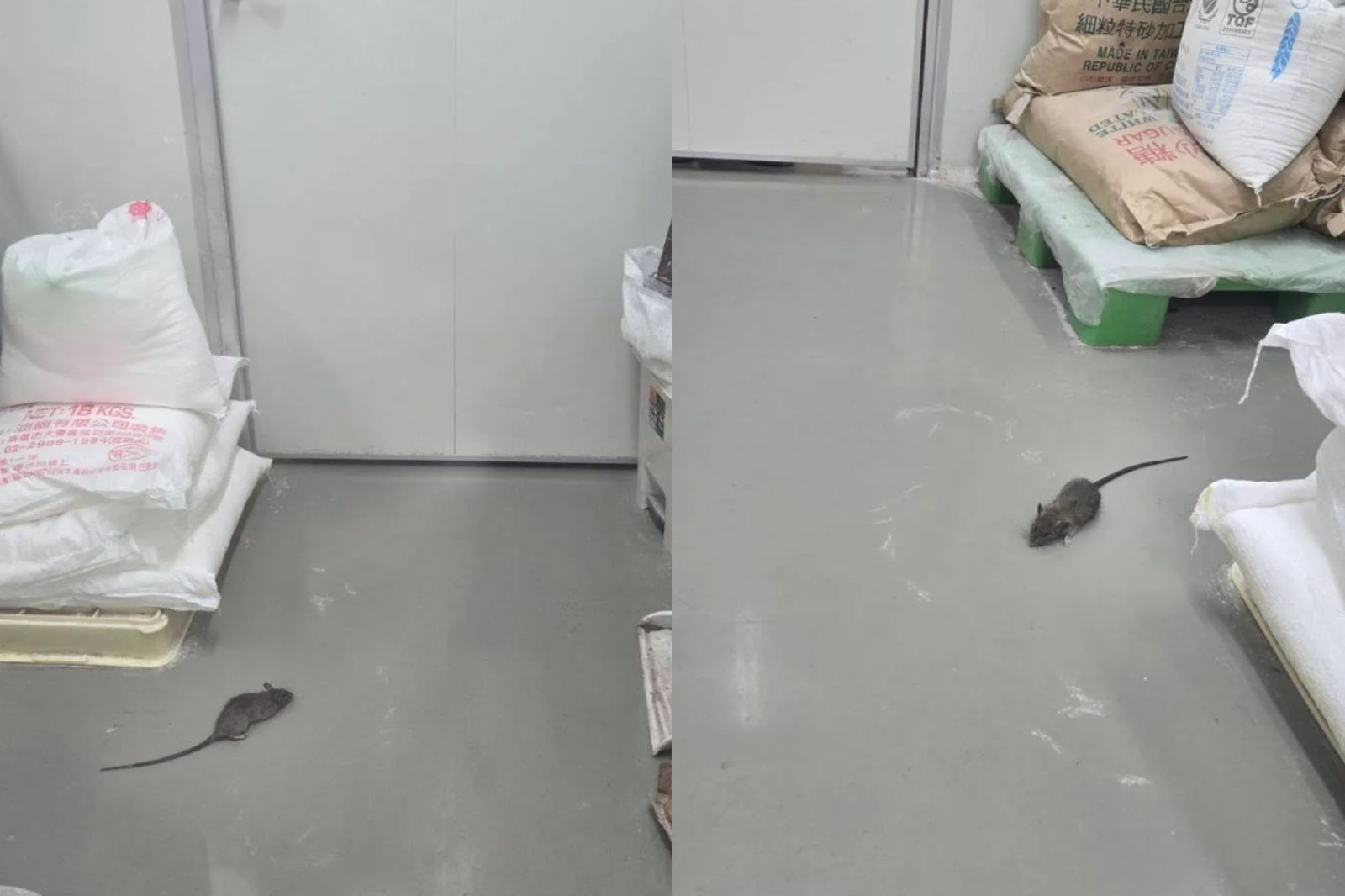 員工爆料工廠內出現老鼠。圖/翻攝自Threads@melodyli896