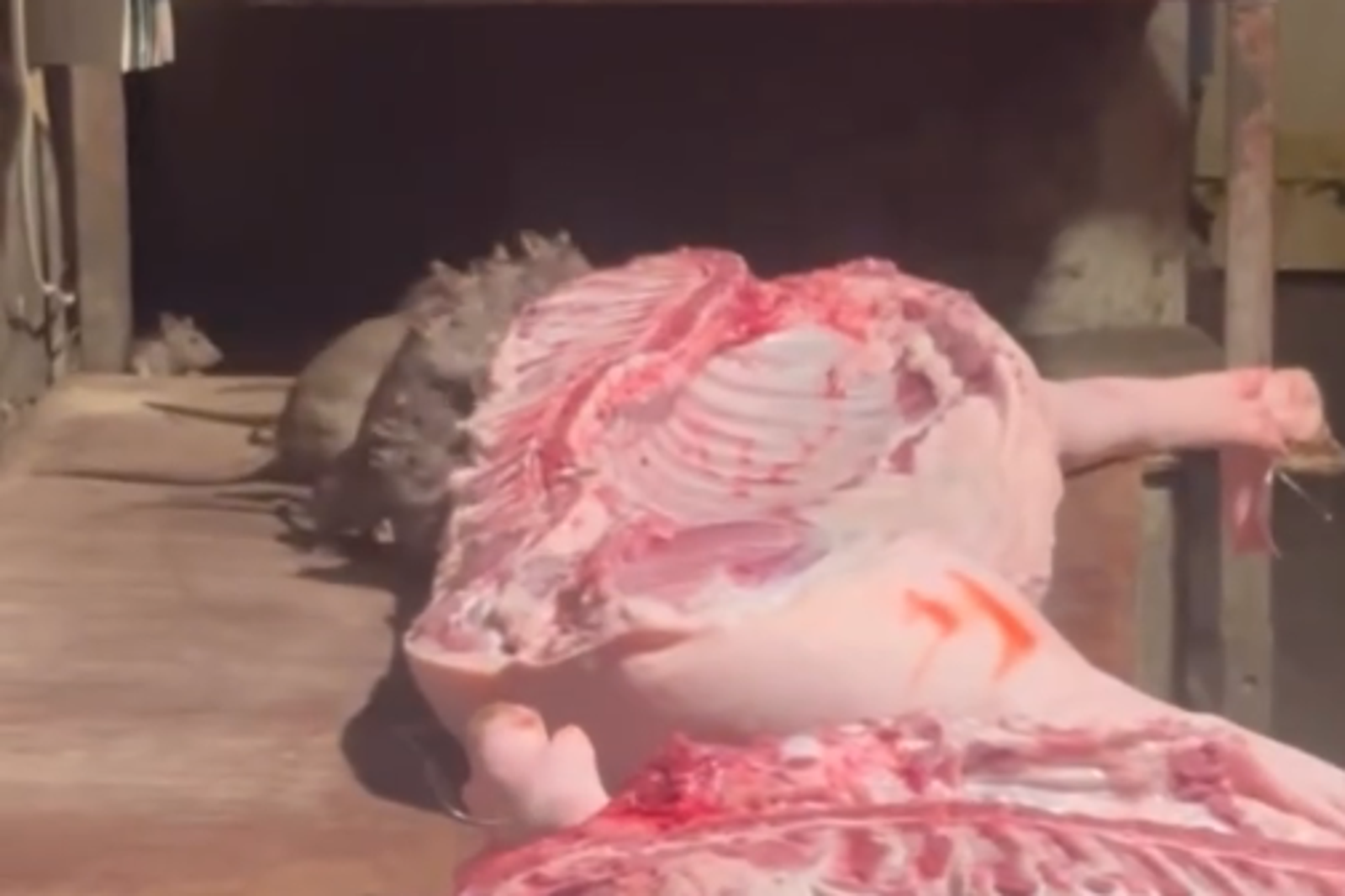 屏東市場「10鼠狂嗑豬肉」仍在售！掀安鼠之亂陰影　衛生局出手
