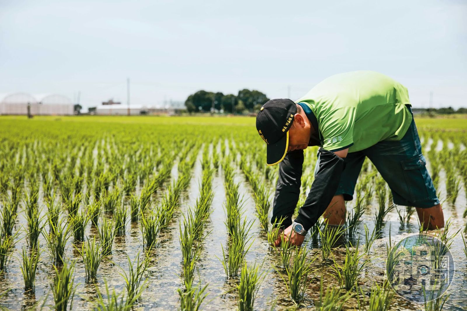 鏡評／要螺絲還是要稻米