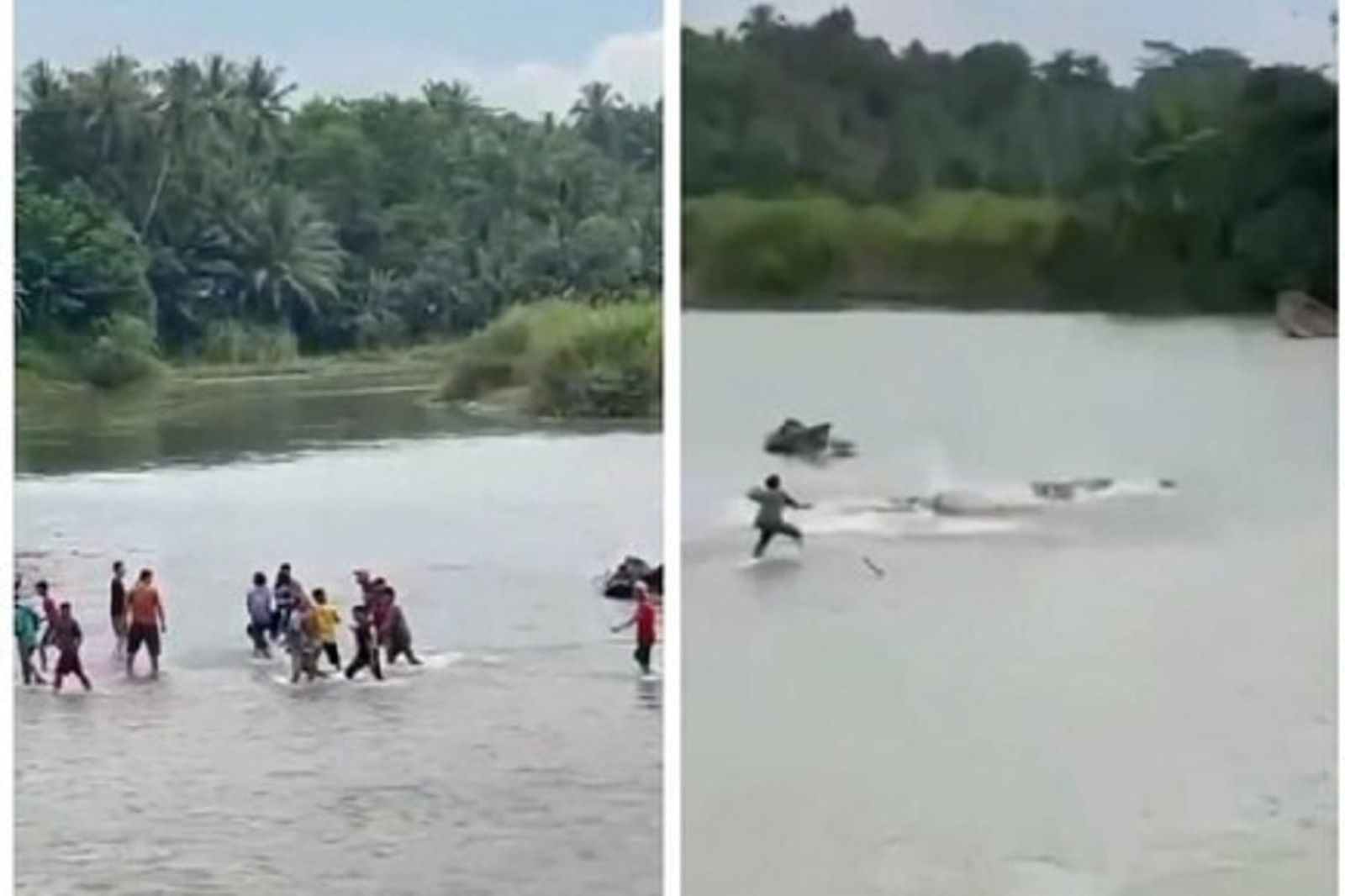 阿公河邊洗澡被鱷魚當食物拖走　震撼影片曝光！鄉民奮勇決鬥仍悲劇收場