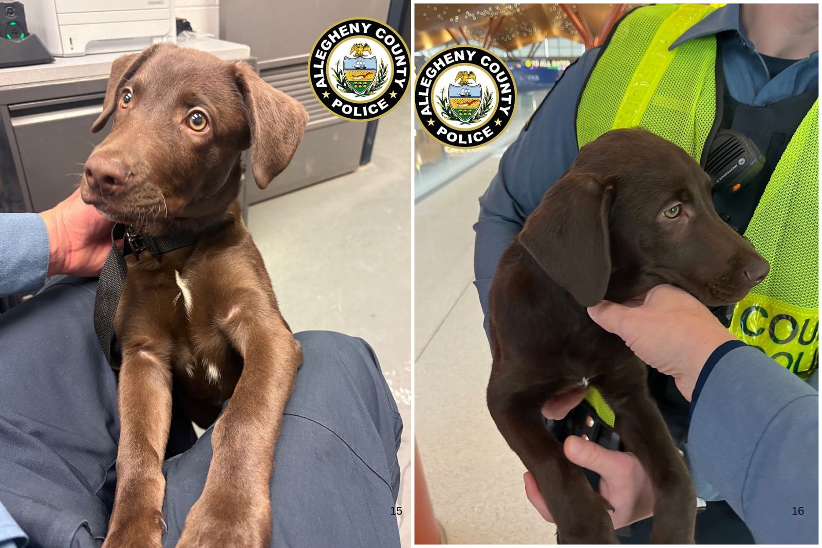 上飛機不能帶寵物　拉布拉多遭飼主遺棄在機場！警方充當保母