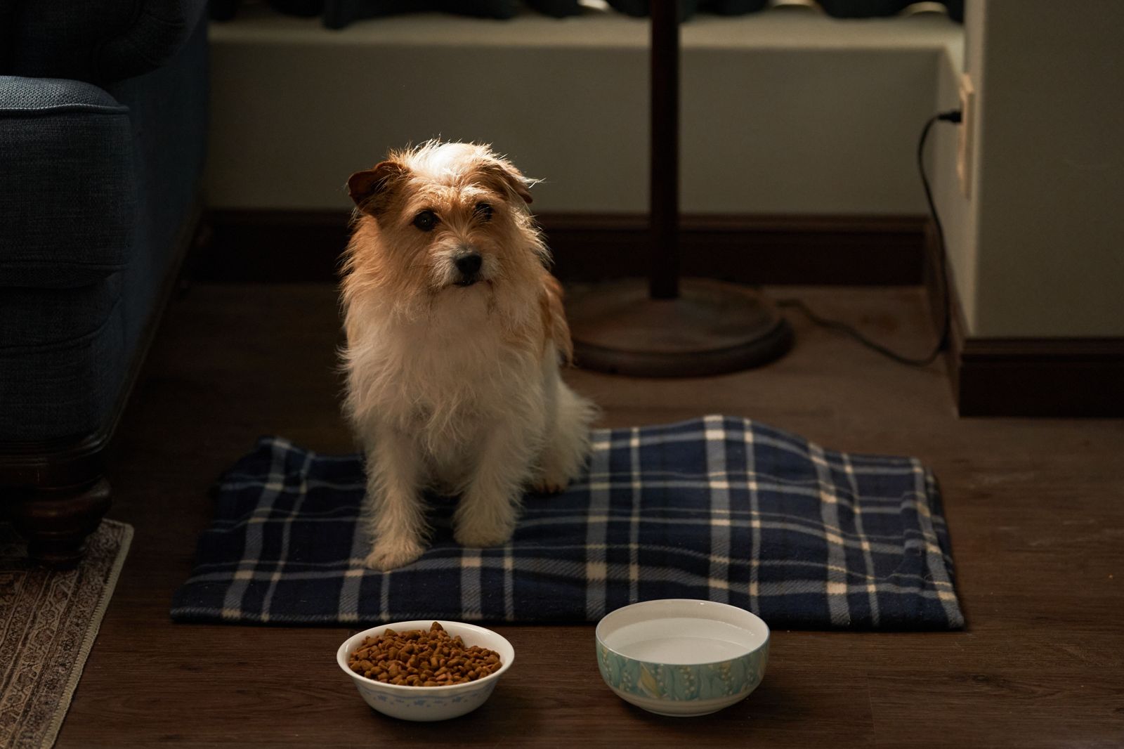 《聖母殺手》中的動物演員帶出女主角「爪角」的多層次面向。鴻聯國際提供