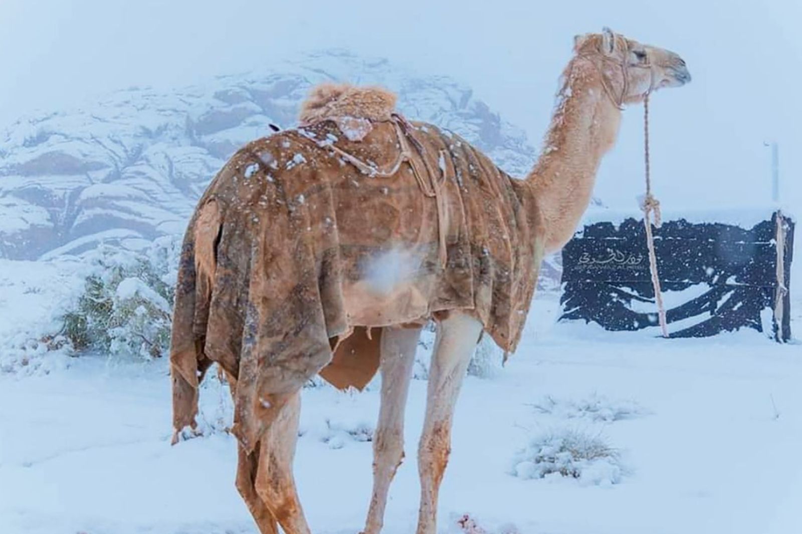 沙烏地阿拉伯下雪了！沙漠被厚雪覆蓋　驚人奇景曝光