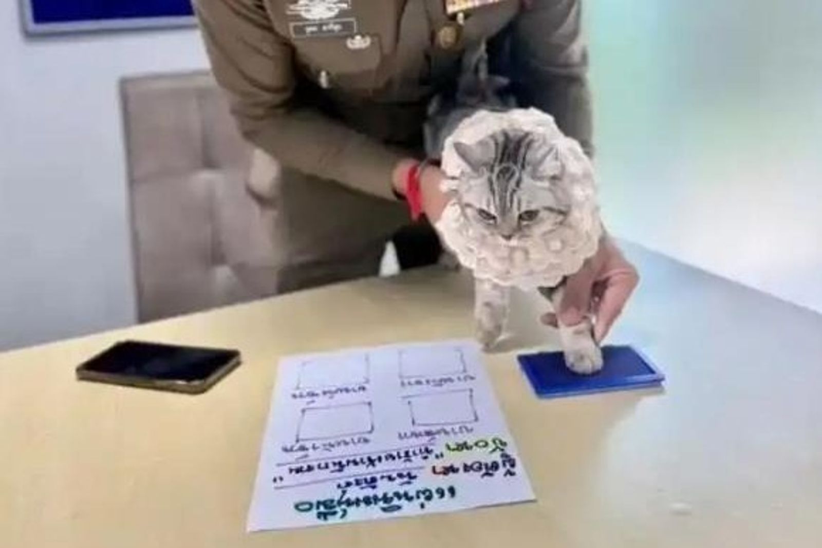 貓咪連續襲警遭「逮捕」　嫌犯照曝光萌翻全網