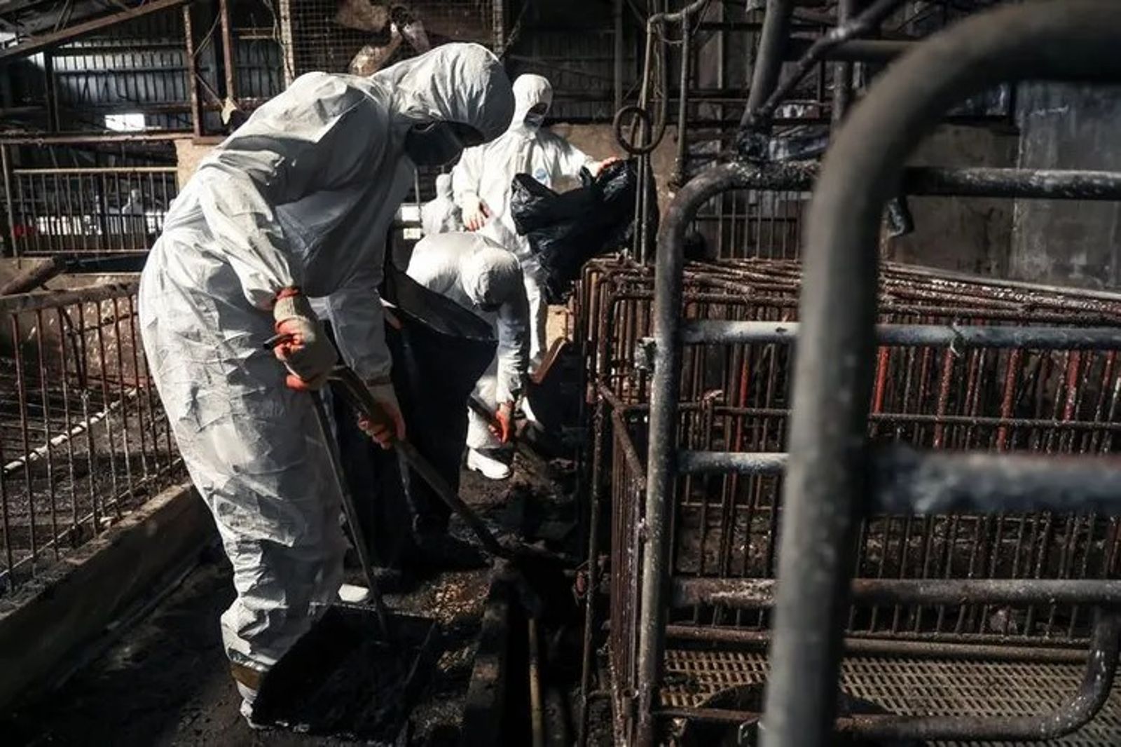 廚餘蒸煮設備形同虛設 染疫養豬場父子涉偽造文書 遭聲押禁見獲准