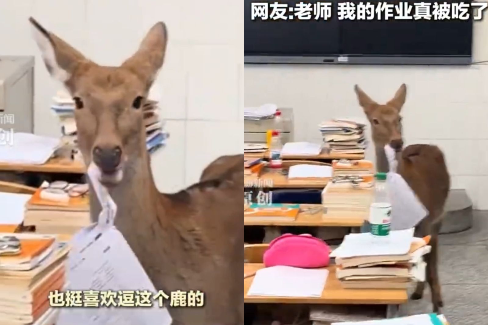 報告老師：我的作業被吃掉了！　小鹿闖教室啃食考卷畫面曝光