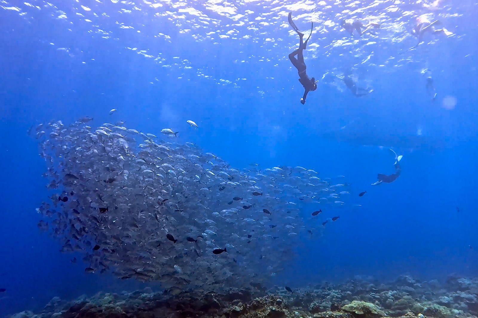 潛進帛琉，遇見震撼的傑克魚風暴。公視提供