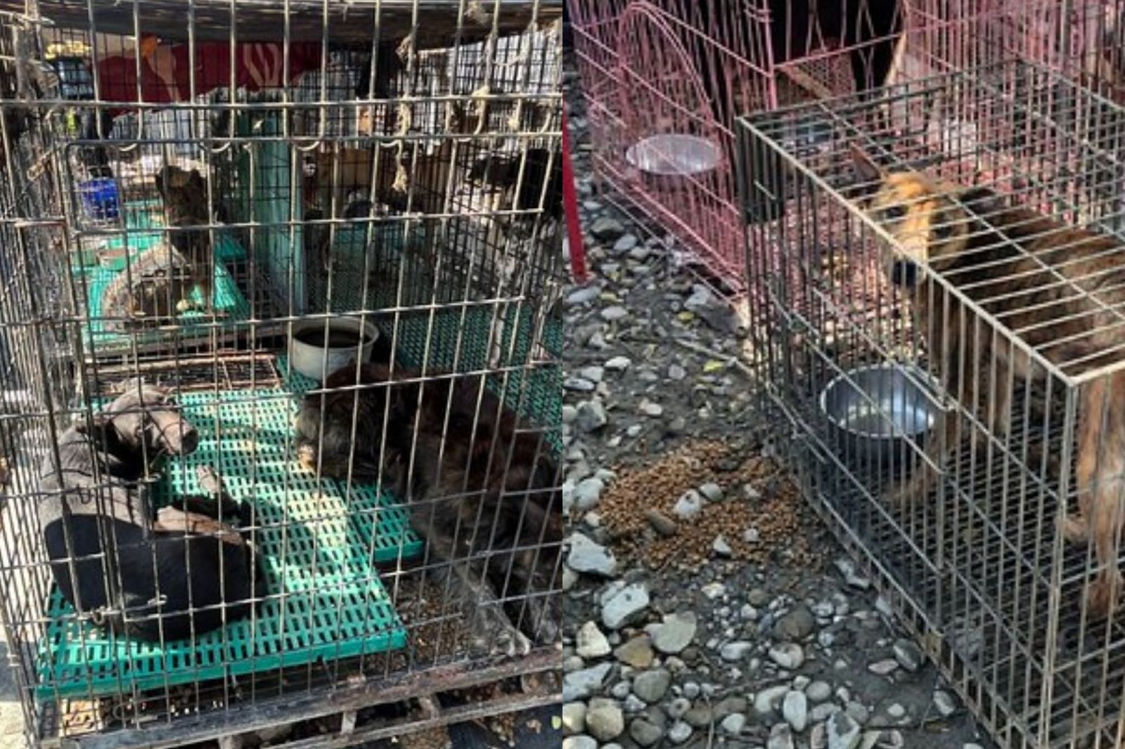 高雄愛心狗園遭控收錢「放任逾3百隻犬貓烈日曝曬、餓成皮包骨」宛如地獄
