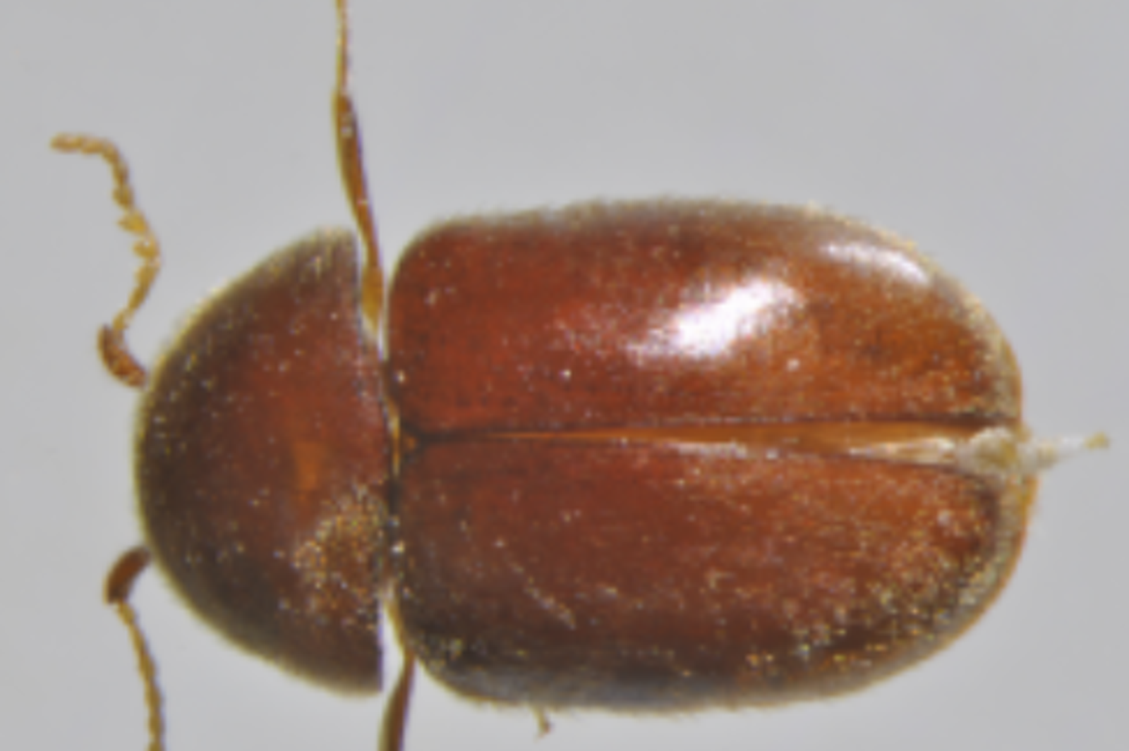 菸甲蟲是遍佈全世界的是次級害蟲會造成蛀孔導致病害發生。圖／翻攝自農業部